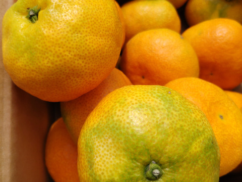 あふれる果汁！大分県産ハウスミカン ４キロ