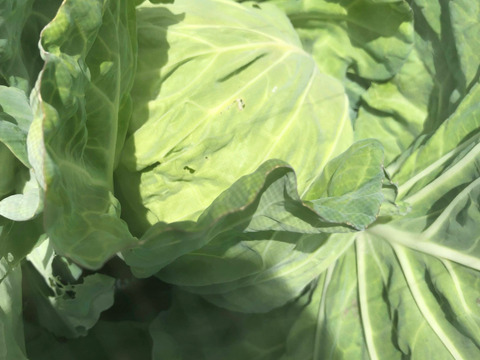 6【固定種の玉ねぎ】とキャベツの農薬不使用野菜🧅旨い野菜の自然の甘味！