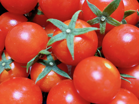 【限定品‼️8月23日発送❗️】ミニトマト　ピンキー、恋味、ミディトマト　リコピンポン‼️食べ比べセット❗️