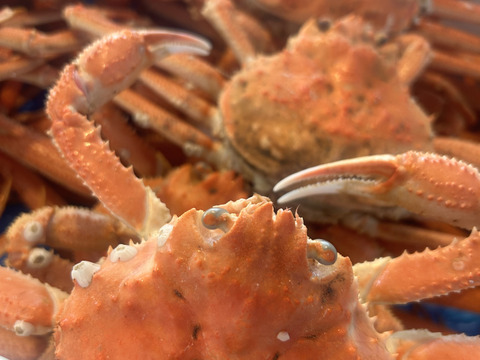 【2月限定販売！！訳あり品】北海道白老産　浜茹でオオズワイガニ(中サイズ 5杯)　約1kg