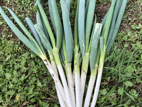 【農薬・化学肥料不使用栽培】　青森県産　ネギ　１ｋｇ（太さ不揃い約10本）