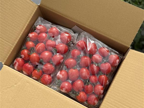 【冷凍ミニトマト】プレミアムルビー 1kg（福島県大熊町産）