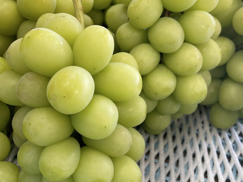 【すぐに届く】ぷるっぷる！ブラックビート　&　シャインマスカット