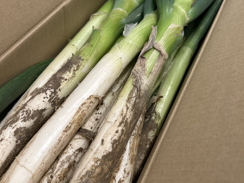 🚨霜に当たり甘さの増した【至福の極甘ネギ❗️❗️】✅🎁人気NO.1✅🎁M／L混合【4本増量❗ 】22本<3kg>❗3,000円→980円❗️❗️ ✨信州産✨【特別栽培】✨【無消毒栽培】