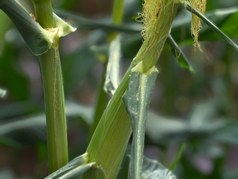 【お試し】朝採れ甘〜い白いとうもろこし（雪の妖精）3〜5本　【朝どれ】