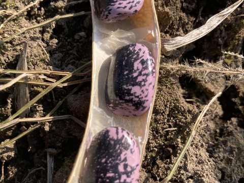 【数量限定】北海道2024年十勝産
珍しい！色々お豆の5種類セット