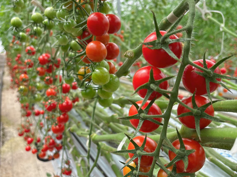 思わずほおばりたくなるコクと旨み〜受賞歴ありたっぷり1kg