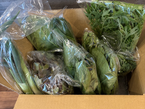 信州冬野菜セット【7品目】