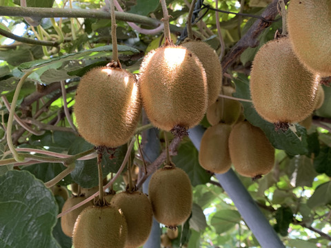 【酸味少なめでちょうど良い甘さ！】冷蔵貯蔵の貯蔵キウイ 除草剤不使用で40年木から収穫した扁平ヘイワードキウイ（10kg・冷蔵便）