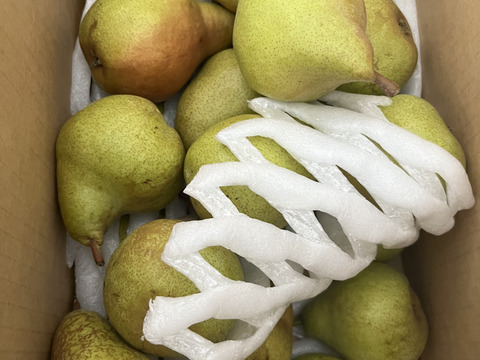 農薬節減★洋梨 マルゲリット・マリーラ 約5キロ/バラ詰 10〜20個 家庭用 【9月上旬〜】