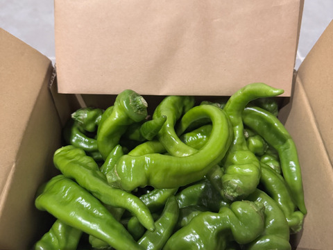 舞鶴特産品【万願寺とうがらし】お得品　甘くて香りが良い　農薬化学肥料不使用