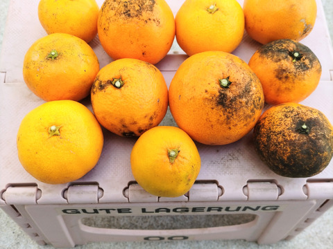 《農薬不使用》サイズ不揃い温州みかん(加工用・2kg)