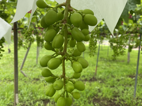 お試しサイズのシャインマスカット