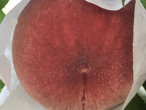 桃名人厳選　桃　『さくら白桃』2ｋｇ（5-8玉）