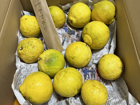 🉐どすこい!!横綱みかん4.6kg+はるか1kg※少々キズあり大小バラ【夜市限定】