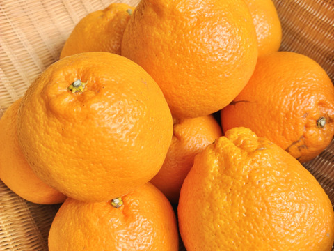 今が旬！プチプチ食感、はるみ【ご家庭用・極小 5kg・約60個】