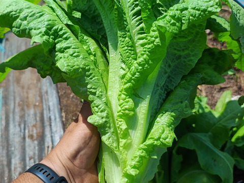 2種類の茎レタス（ステムレタス）5キロ（箱込み）