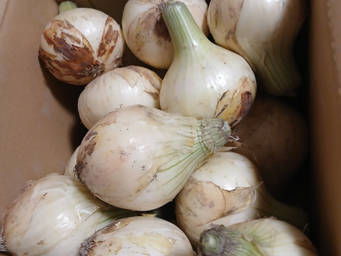 《期間限定》【淡路島産】毎年好評
甘くて美味しい極早生新玉ねぎ 3kg