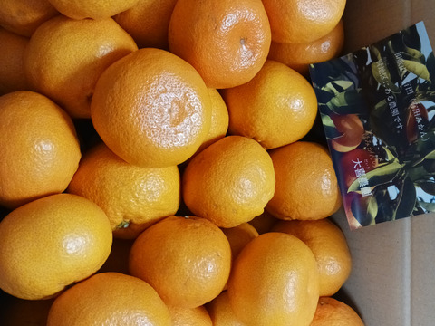 家庭用　大玉 　約１０キロ！【和歌山　有田みかん】早生みかん　和歌山