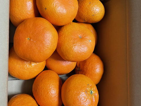 愛媛県限定品種『わけあり甘平』5㎏