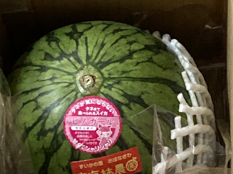【夏ギフト】2025年予約品　
ピノ・ガール　秀品１個入り１箱