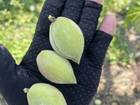 【贈答用】桃農家でも知る者の少ない希少品種「美桃紅」3㎏（8～11玉）