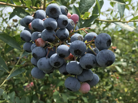 長野県産生ブルーベリー 2kg 大粒多め 大粒生ブルーベリー/品種:ユーリカ 200g×2p | AMANO BLUEBERRY BASE