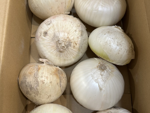 ホワイトベアー2kg🧅淡路島極熟玉葱 新玉ねぎ サラダ用 生食