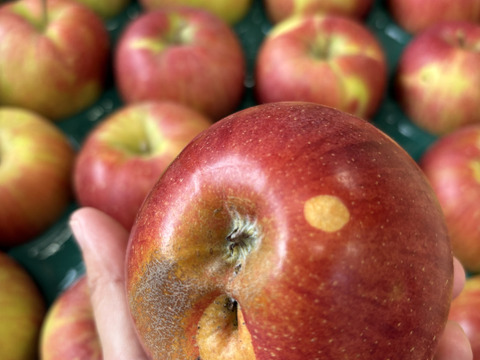 訳あり 小玉 シナノスイート 3ｷﾛ箱使用 13～16玉 長野県産