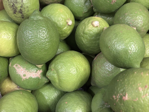 自然栽培】完全無資材 グリーンレモン 5kg箱詰／農薬不使用・無肥料