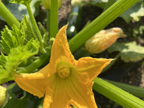 オーガニックズッキーニ 🥒1 kg と平飼い有精卵 20個のセット🥚
Organic Zucchi & Eggs【有機JAS認証取得】