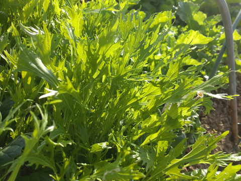 【お買い得☆旬の野菜セット（7〜10品目）☆６月☆】新鮮お野菜🌿７月の野菜セットはこちらです（URLリンク長押し）→https://www.tabechoku.com/products/241766