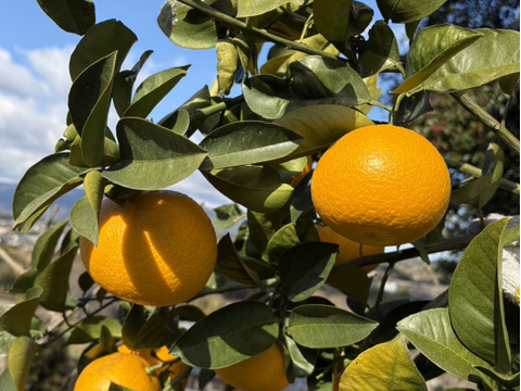 シャキプリの甘酸っぱい和歌山の八朔 2kg