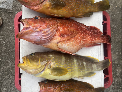 明日朝まで限定！捕れたて！アコウ・カサゴ・アオナ・アカハタ　約3.5kgオーバー 長崎県対馬市(内臓・鱗処理済)