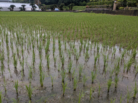 【令和７年新米】新米コシヒカリ【１０ｋｇ】千葉県南房総市産