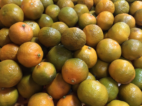 シークヮーサ (冬採り) 1kg