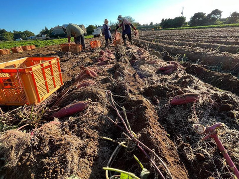 ☆超熟☆200日間熟成！！冷凍焼き芋2点セット＜千葉県産ベニはるか・栗かぐや＞（紅はるか600ｇ×2袋・栗かぐや600ｇ×2袋）