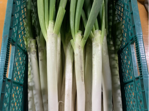 【訳アリ】＊秋田県産秋冬ねぎ＊  5㎏