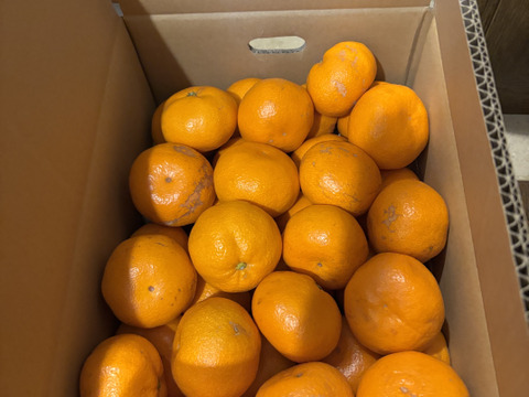 越冬蔵出しみかん　中玉5kg箱　有田みかん