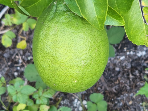 初物❗エコ箱入りレモン息子(栽培期間中農薬不使用・有機肥料・ノーワックス)皮まで食べて❗(2kg)