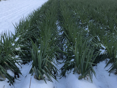 ラストスパート＊雪中ねぎ＊  2.5㎏