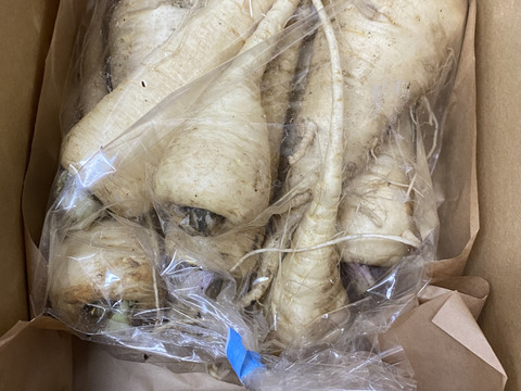 パースニップ / parsnip 600g