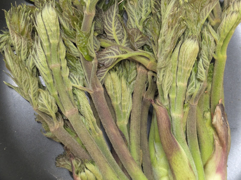 タラの芽　たらのめ　天然　山菜　約300-400ｇ程度　サイズバラバラ