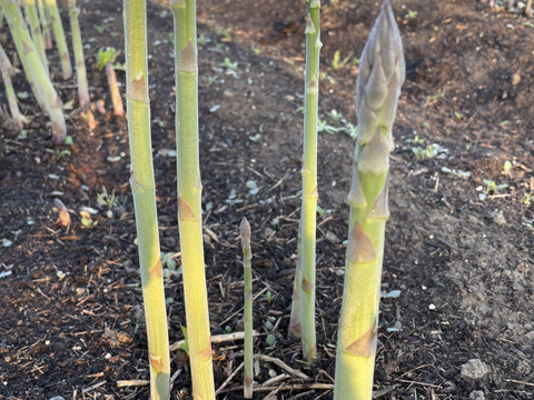 【北海道産】風のアスパラ 　栽培期間農薬不使用　サイズミックス500g