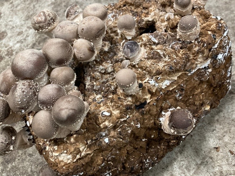 肉厚生椎茸（600ｇ）菌床栽培キットセット
自分で椎茸を育ててみませんか？