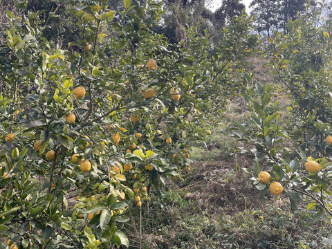 【ジャム用】香り満点！レモンの皮（冷凍・1kg）