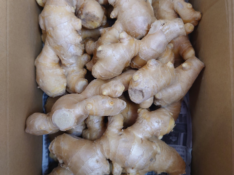 シャキシャキとした香りのいいもみじ生姜 3kg