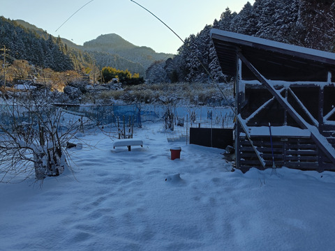 放牧卵！若のレボリューション！海外飼料不使用、自家製発酵飼料
