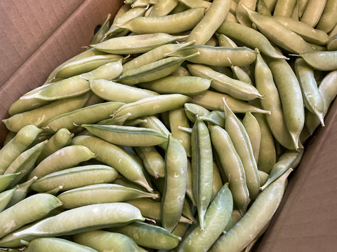 【春！今が旬！】ほくほく食感とやさしい甘味のうすいえんどう（2.0kg/ＬMサイズ混み）