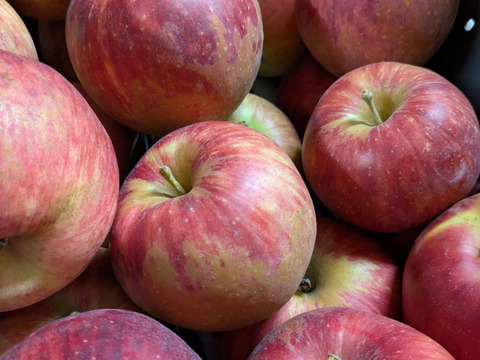 信州りんごプライスダウン🍎4キロ(ふじ小玉極小玉)